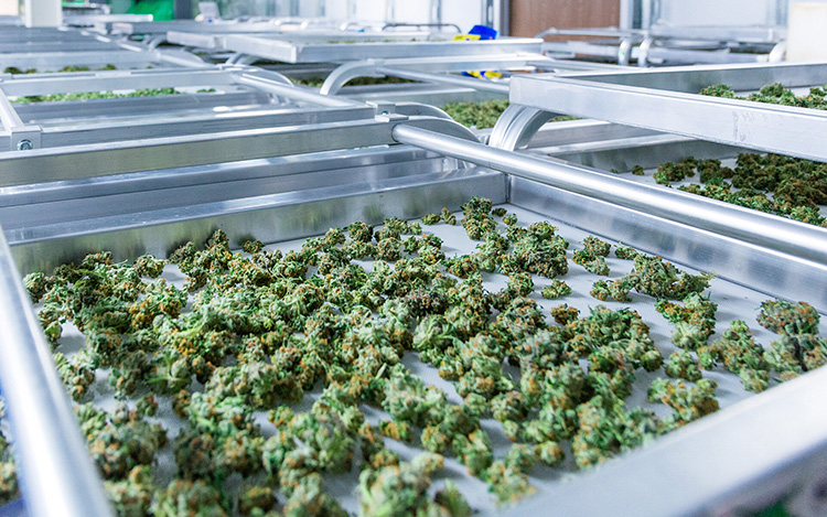 Cannabis Processing