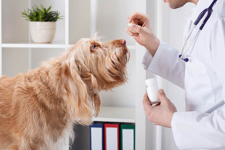 Veterinary Pharmaceuticals