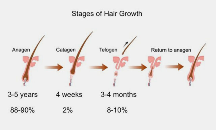 Stages for Hair Growth