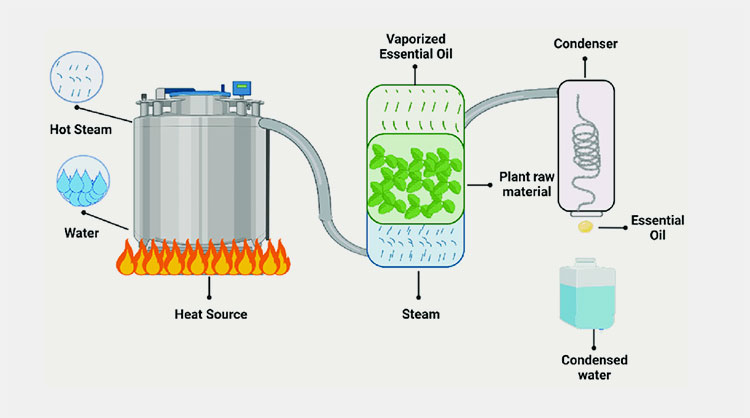 Extraction Phase